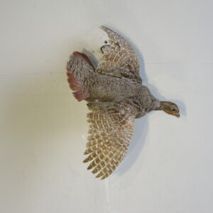 Flying Hungarian Partridge taxidermy for sale.  T-116HU
