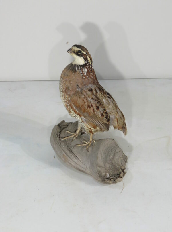 Bob White Quail taxidermy for sale. T120BW Mounts For Sale
