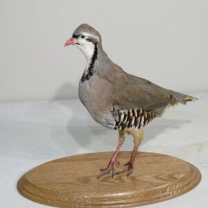 Chukar mount on wood plaque for sale.  T-123CH