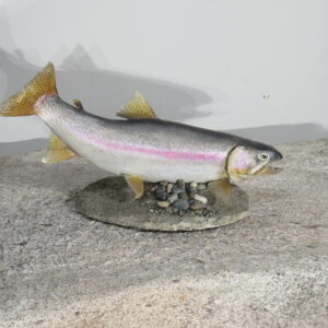 Trout Taxidermy mount for sale.  F-113TR