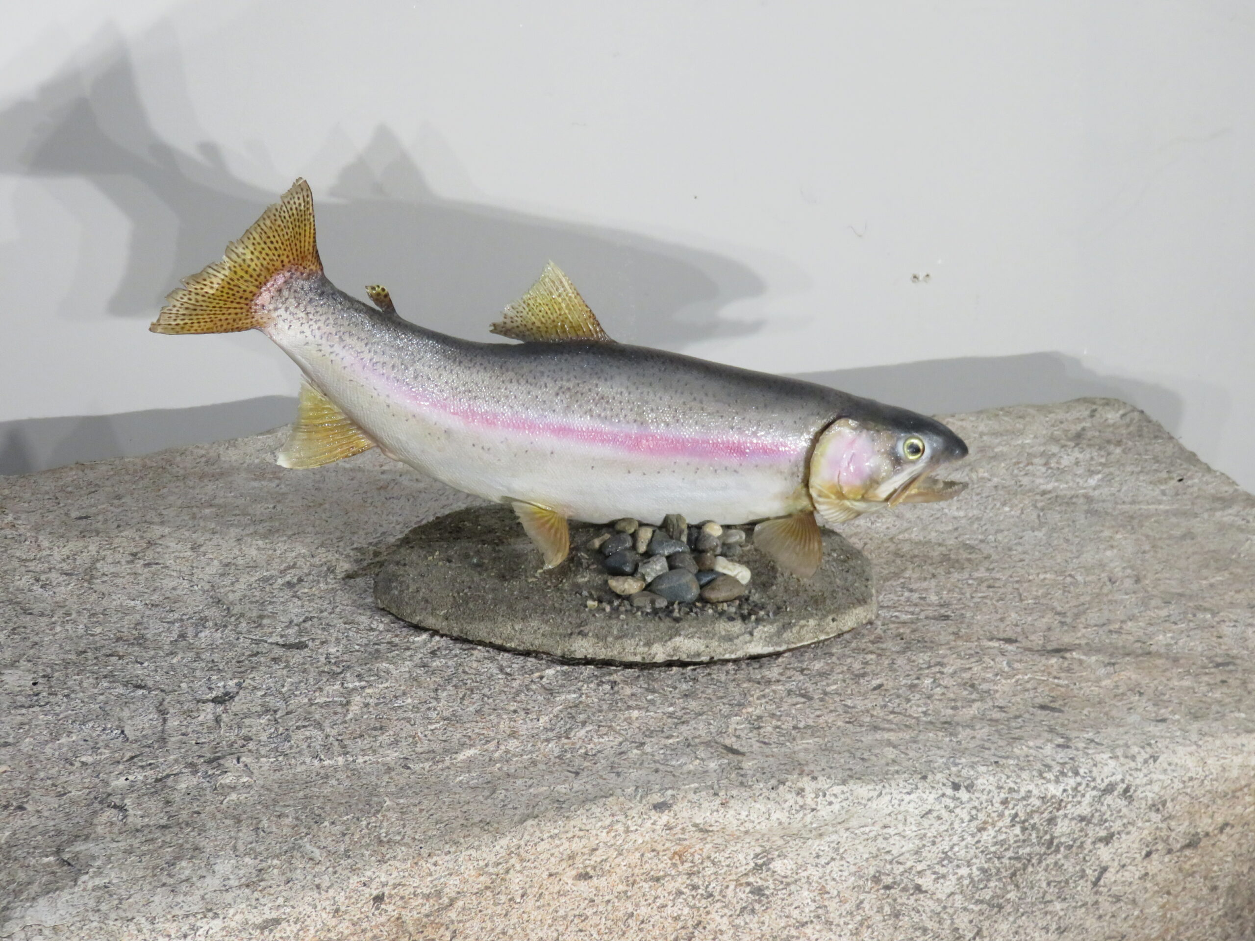 Rainbow Trout - Taxidermy UK