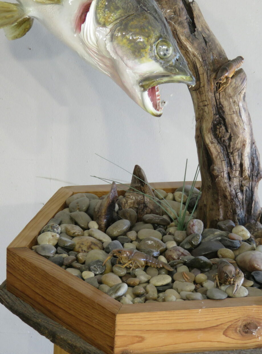 Walleye taxidermy mount for sale. F114WA Mounts For Sale