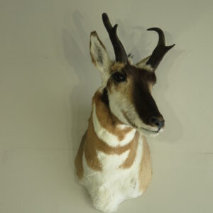 Pronghorn Taxidermy mount for sale.  A-131P