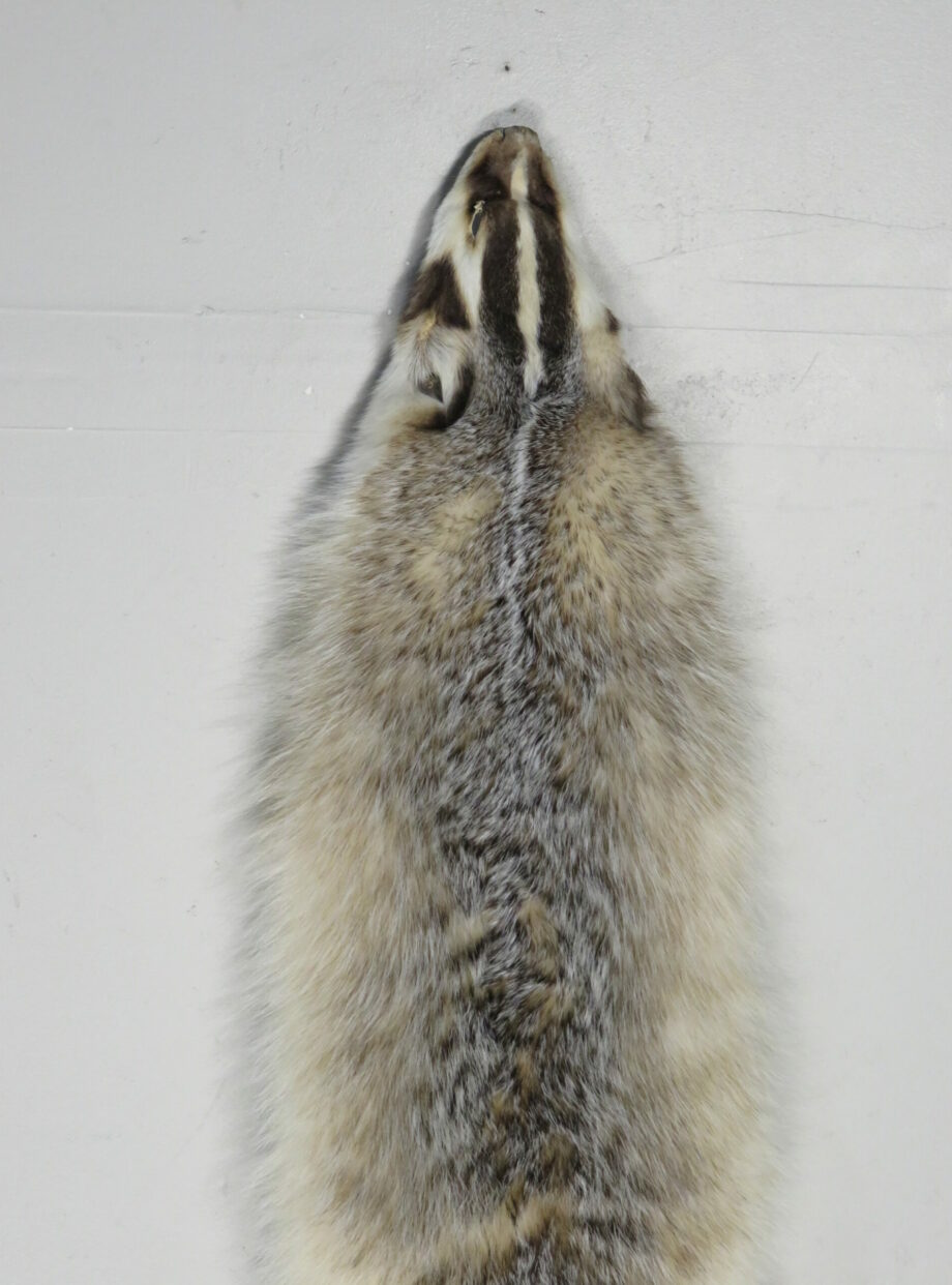 Badger taxidermy skin for sale. P110BA Mounts For Sale