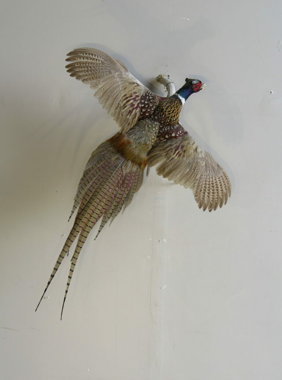 Ringneck Pheasant taxidermy mount for sale. T118PH Mounts For Sale