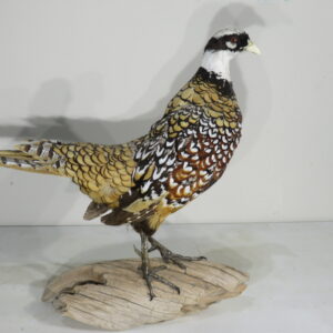 Reeves Pheasant taxidermy bird for sale.  T-122RE