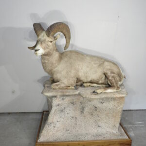 Bighorn ram life sized mount for sale.  S-129BH
