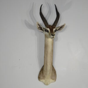 Gerenuk Taxidermy Shoulder mount for sale.  X-158GE
