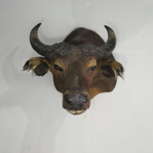 Water Buffalo Taxidermy Mount for Sale.  X-159WA