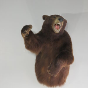 Black Bear Taxidermy Mount 1/2 Life-Size  B-119BL