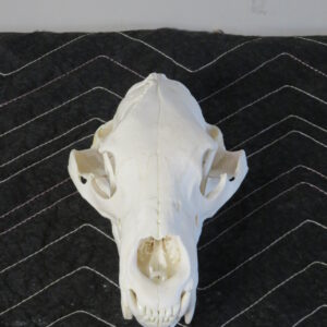 Black Bear taxidermy skull mount for sale.  B-120SK