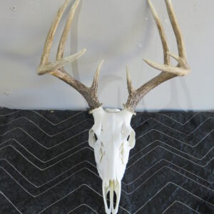 Whitetail taxidermy skull and antlers for sale.  W-145E