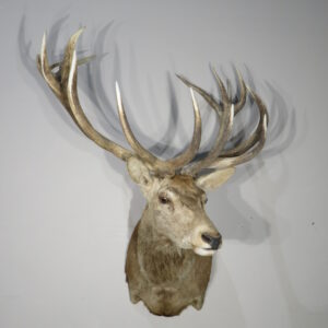 Red Deer Stag Taxidermy Shoulder Mount for sale.  X-162RS