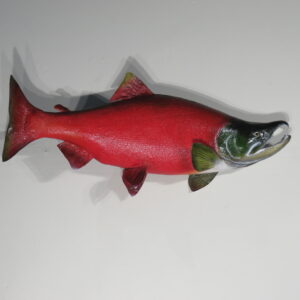 Sockeye Salmon Life sized mount for sale.  F-114SS