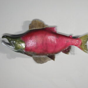 Sockeye Salmon taxidermy mount for sale.  F-115SS