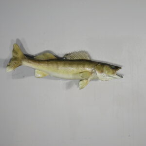 Walleye taxidermy mount for sale.  F-116WA