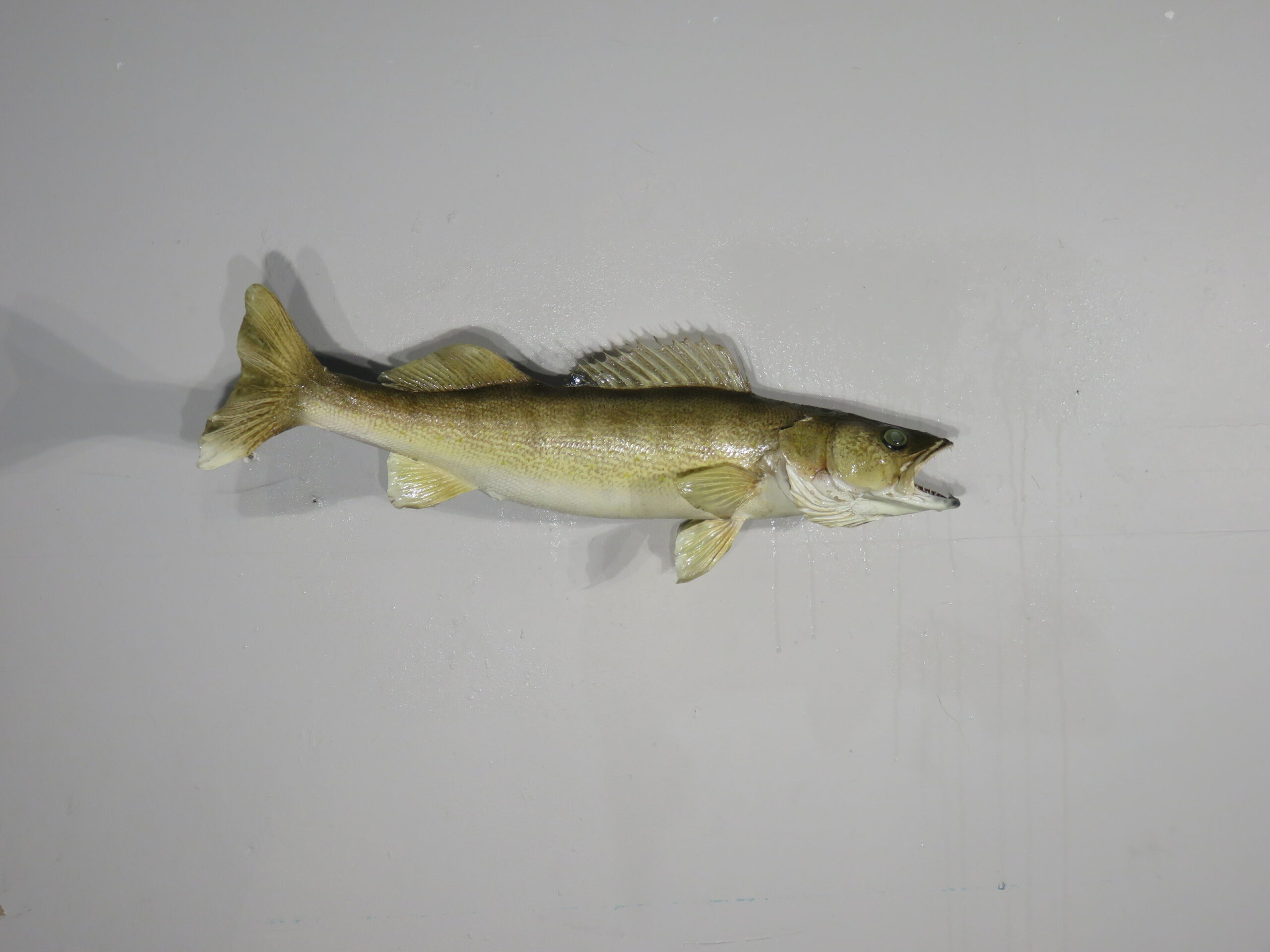 How to Taxidermy a Fish - Walleye Mount 