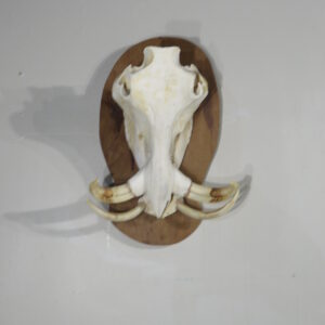 Warthog European Skull/Tusk taxidermy for sale. X-151WH