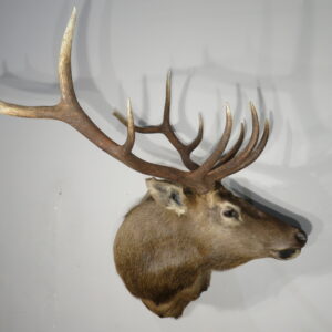 Rocky Mountain Bull Elk Taxidermy for sale.  E-129S