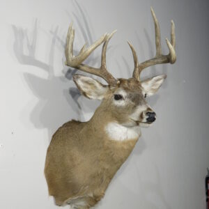 Whitetail Shoulder mount for sale.  W-147S