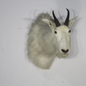 Mountain Goat Taxidermy mount for sale.  O-119MG