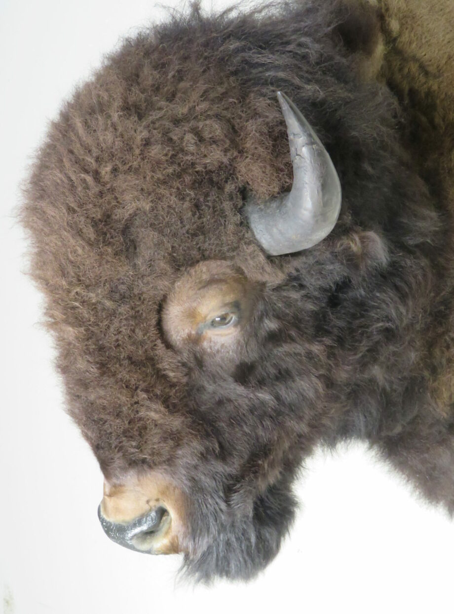 Bison/Buffalo taxidermy mount for sale. O-118B – Mounts For Sale