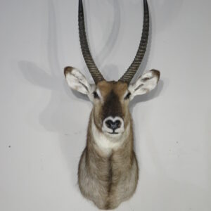 Waterbuck Taxidermy shoulder mount for sale.  X-165WA