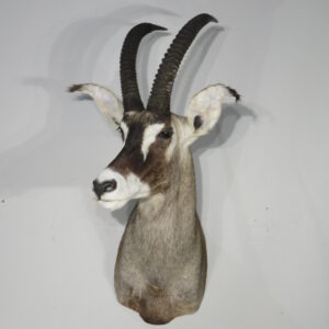 Roan Antelope Taxidermy Mount for Sale.  X-164RO