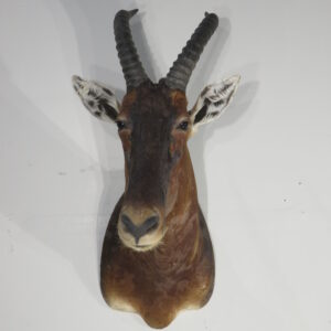 Tsessebe Shoulder Taxidermy mount for sale.  X-167TS