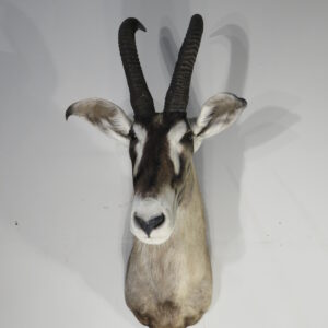 African Roan taxidermy trophy for sale.  X-163RO