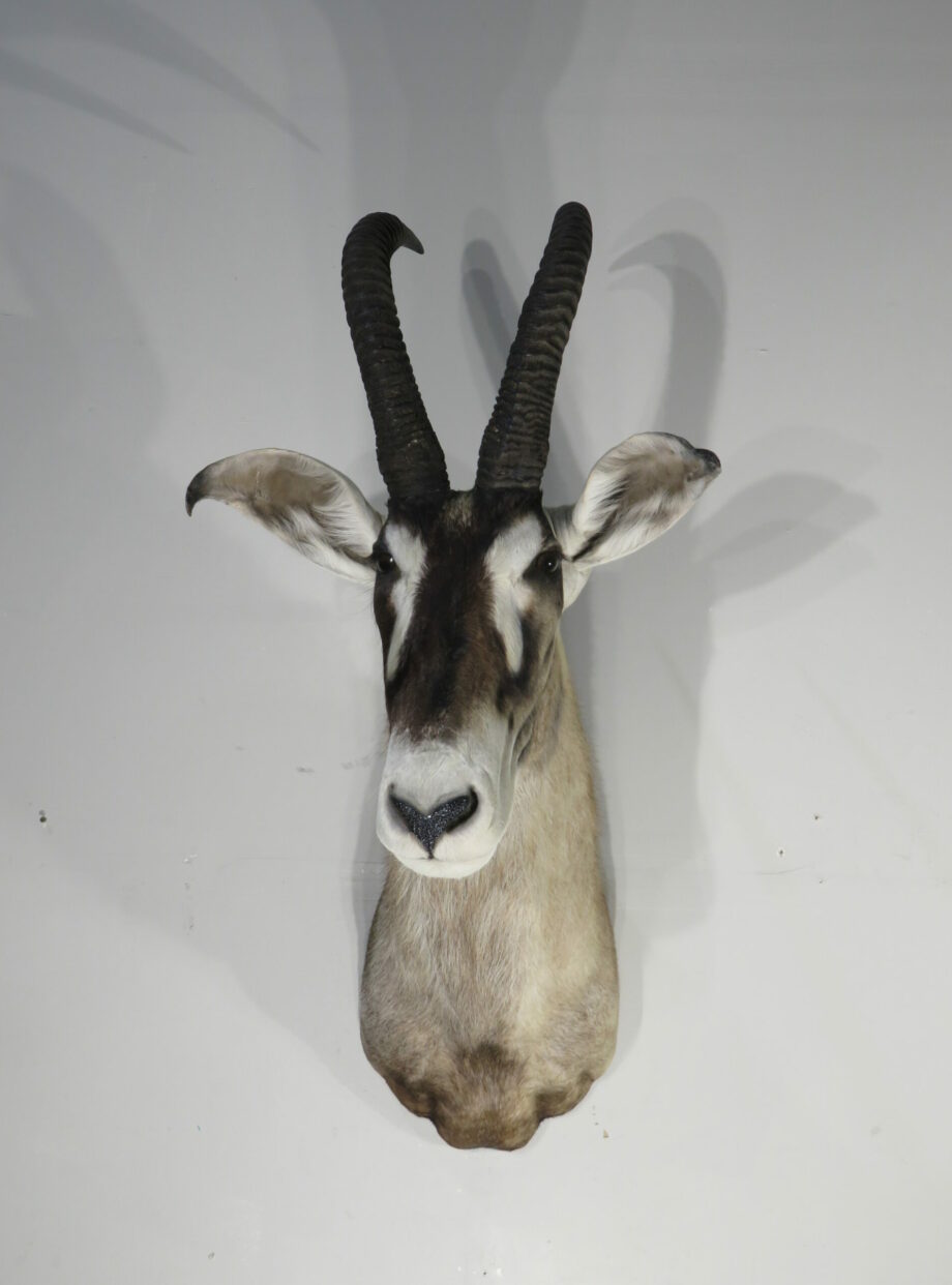African Roan taxidermy trophy for sale. X163RO Mounts For Sale
