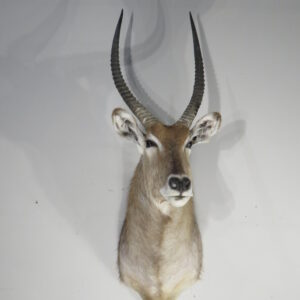 Waterbuck Trophy taxidermy mount for sale.  X-166WA