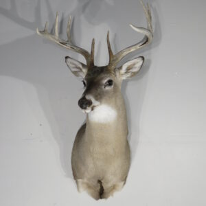Whitetail taxidermy shoulder mount for sale.  W-148S