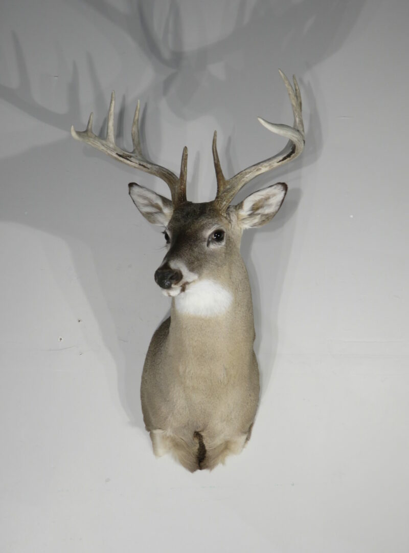 Whitetail taxidermy shoulder mount for sale. W148S Mounts For Sale