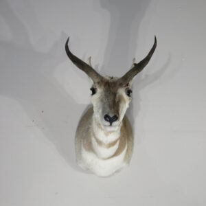 Pronghorn Buck Taxidermy for sale.  A-137S