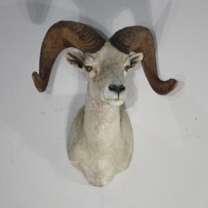 Desert Bighorn Ram taxidermy for sale.  S-131DB
