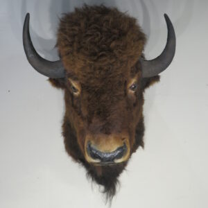 Bison/Buffalo shoulder mount for sale.  O-119BI