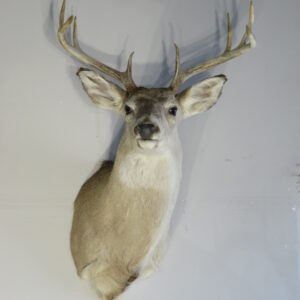 Whitetail Taxidermy mount for sale.  W-140S