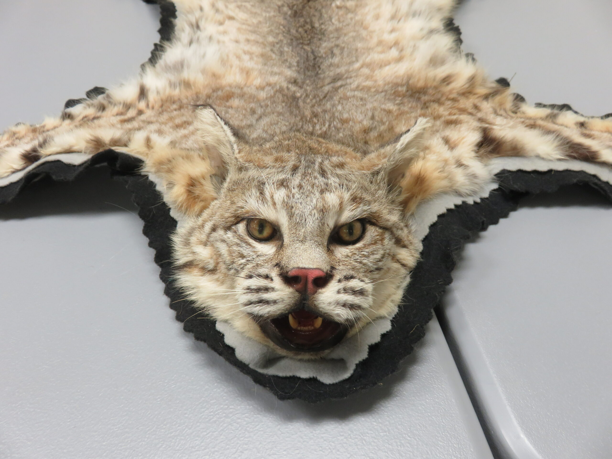 Bobcat Taxidermy Rug For C 113bc Mounts