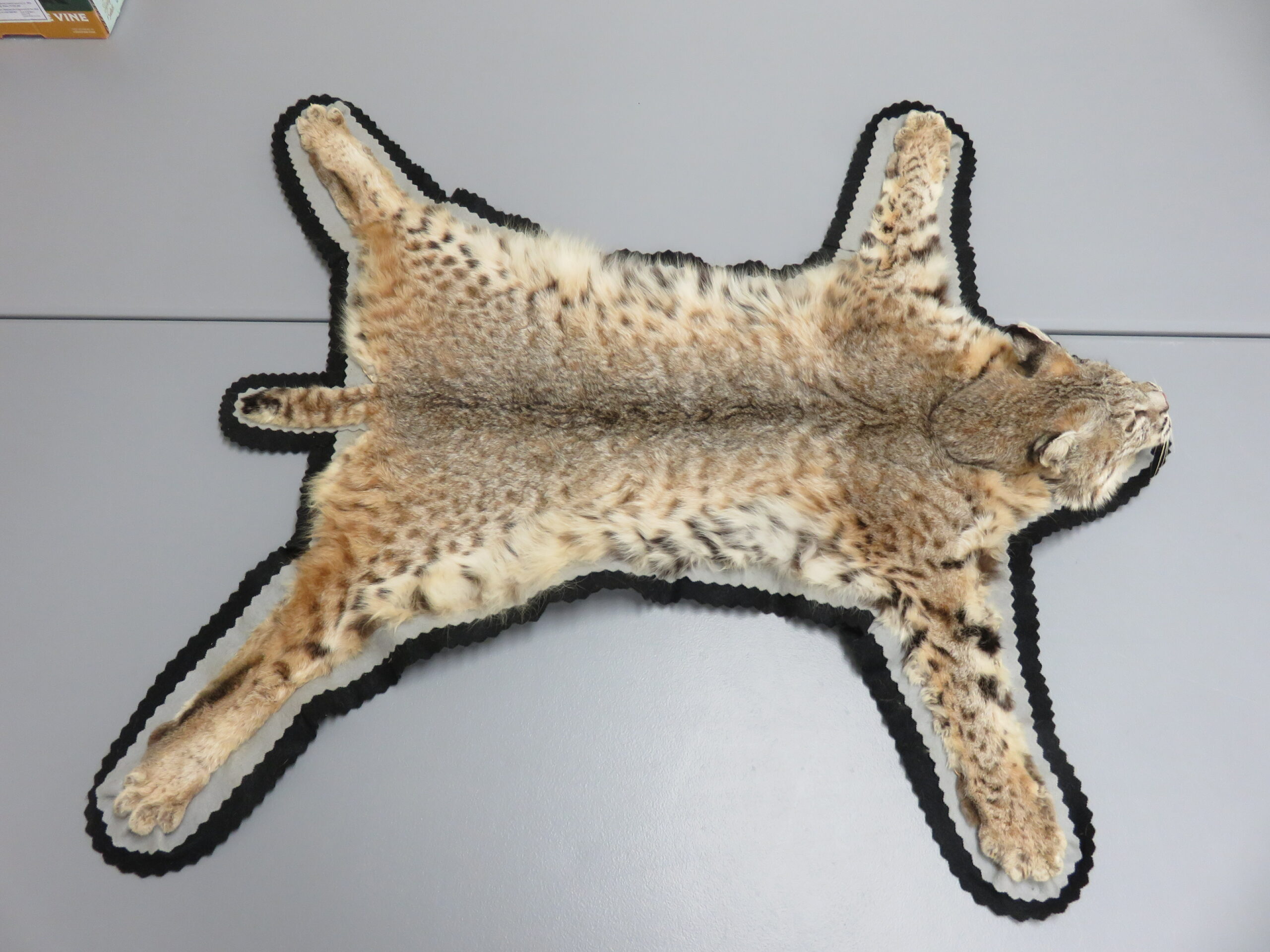 Bobcat Taxidermy Rug For C 113bc Mounts