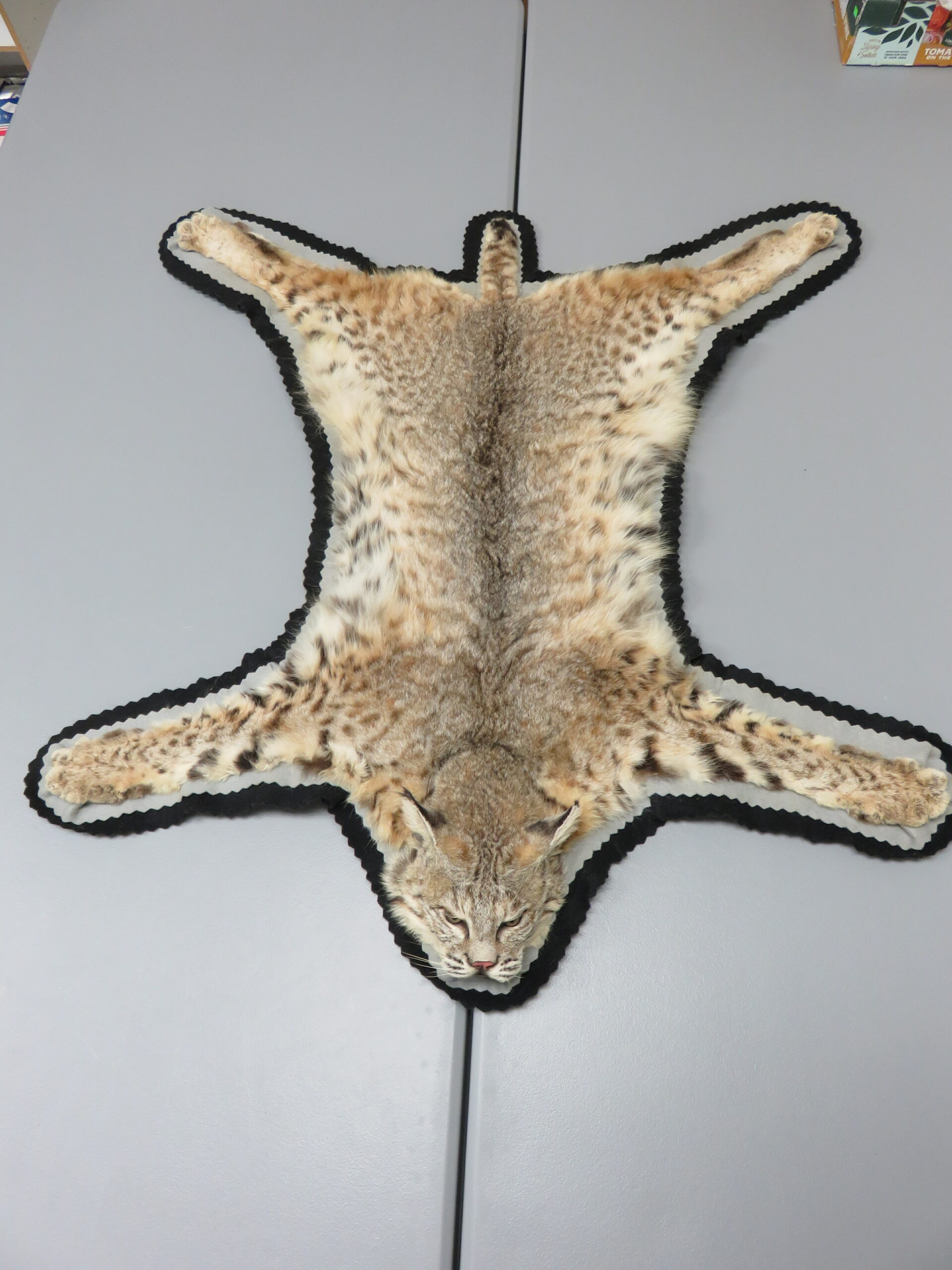 Bobcat Taxidermy Rug For C 113bc Mounts