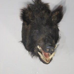 Russian Boar taxidermy mount for sale.  H-113RB