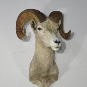 Desert Bighorn Ram taxidermy for sale.  S-130DB