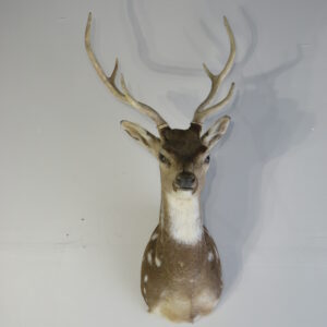 Axis Deer taxidermy mount for sale.  X-156AX