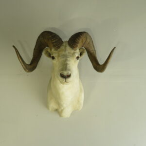 Dall Sheep Ram taxidermy for sale.  S-132D