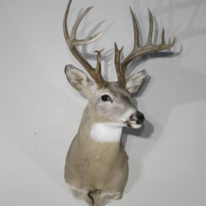 Whitetail Trophy Buck taxidermy mount for sale.  W-150S