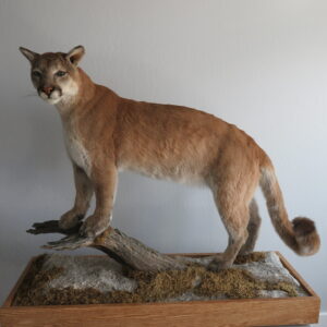 Mountain Lion life size taxidermy on terrain base.  L-113LS
