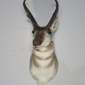 Pronghorn Antelope taxidermy for sale. A-138S