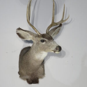 Mule Deer taxidermy mount for sale.  M-144S