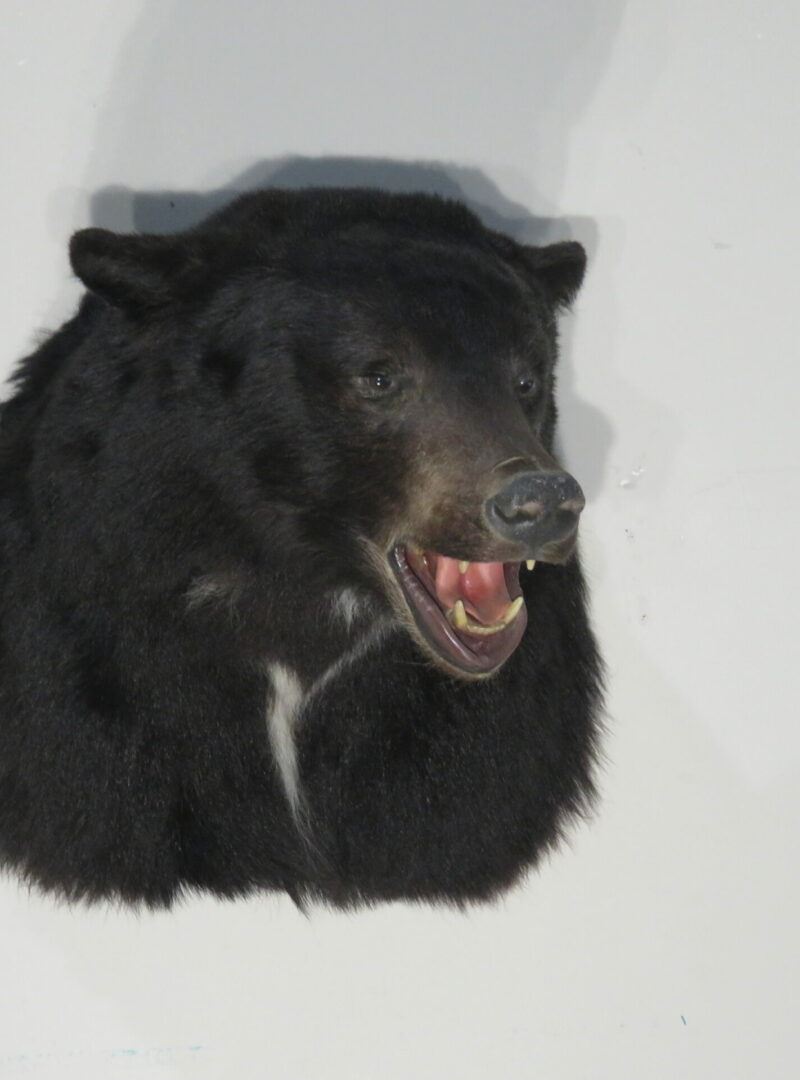 Black Bear taxidermy mount for sale. B123S Mounts For Sale